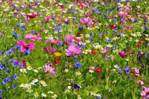 Blumenwiese-anlegen-und-pflegen-600x399.jpg