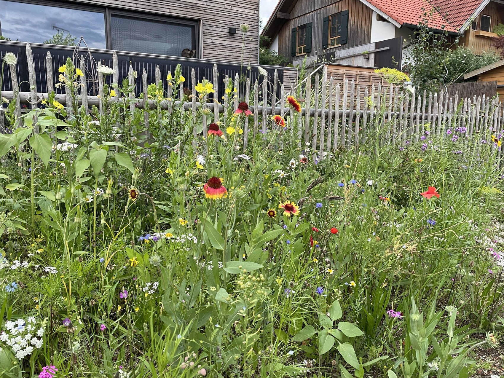 Wilde Blumenwiese vor einem Holzzaun, gelbe, rote und weiße Blüten, Häuser im Hintergrund