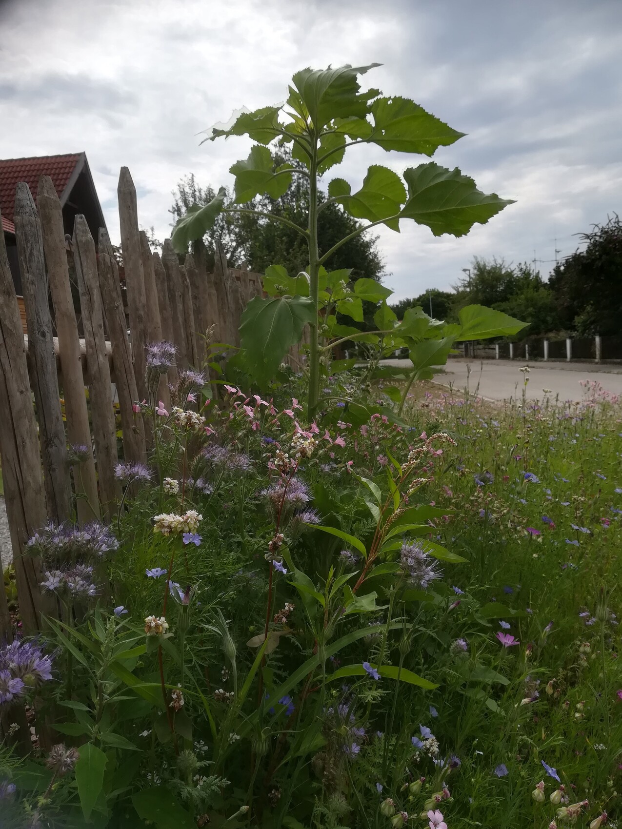 Großer grünblättriger Stängel wächst zwischen Wildblumen am Holzzaun; Straßenzug im Hintergrund.