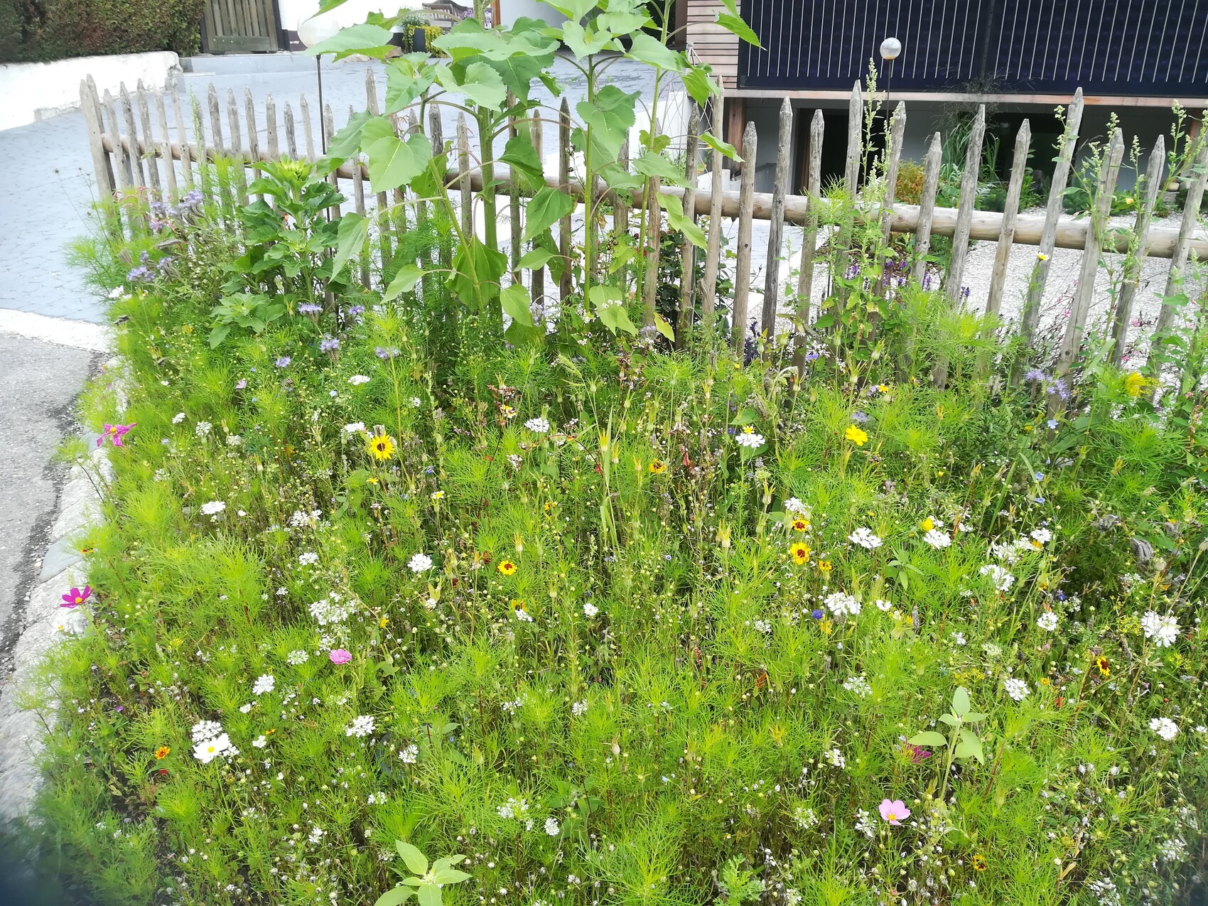 Wilder Garten mit bunten Blumen und Gräsern vor einem Holzzaun am Straßenrand.