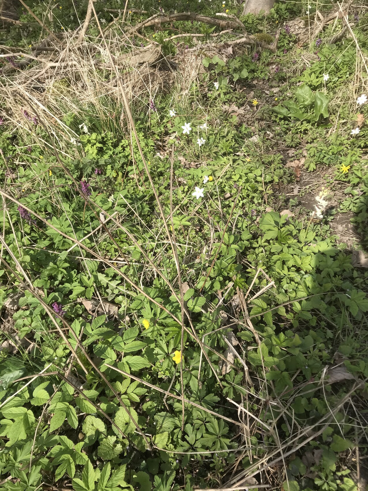 Grüner Boden mit wild wachsenden Blättern, weißen und gelben Blüten, vertrockneten Stängeln.