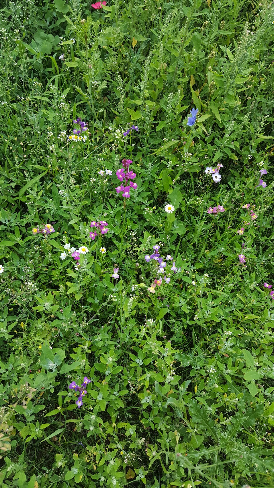 Bunte Wildblumen und Gräser in einer grünen Gartenwiese