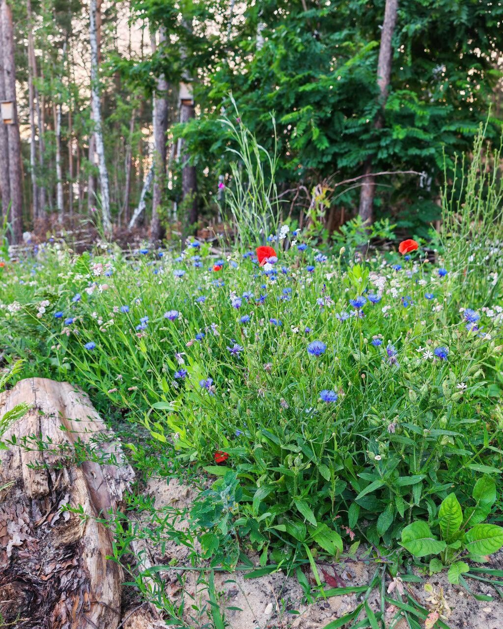 Wilde Blumenwiese im Wald mit blauen Kornblumen und roten Mohnblumen; Stumpf links.