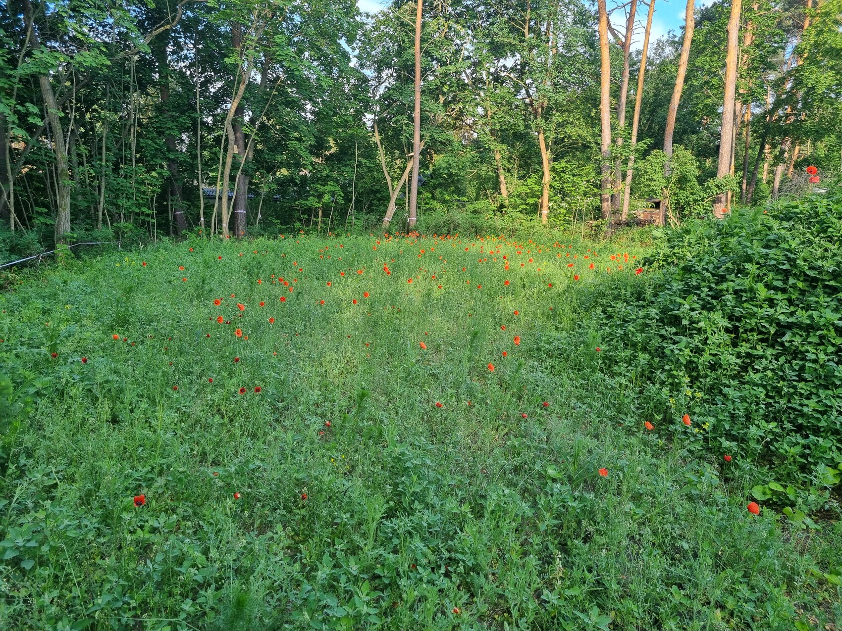 Grünes Feld mit vielen roten Mohnblumen, von Bäumen und Hecken umgeben.