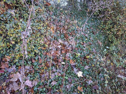 Dichter Gartenbewuchs mit Sträuchern und Herbstlaub bedeckt den Boden hinter einer Hecke.