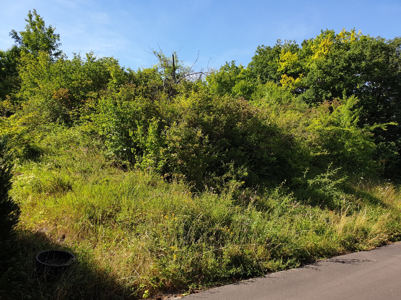 Straßenrand mit üppiger Vegetation: Büsche, Gräser und Bäume vor blauem Himmel.