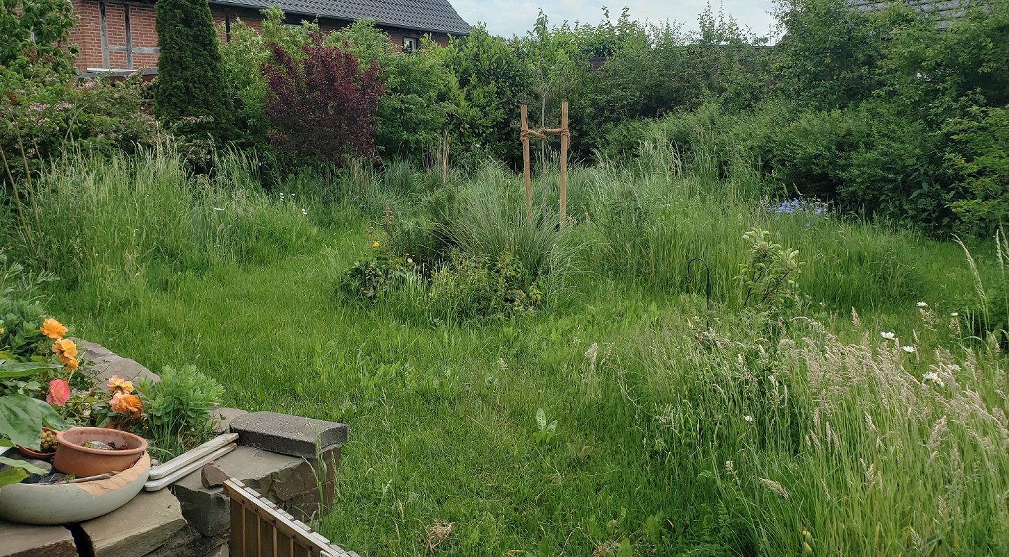 wildwachsende-gartenlandschaft-mit-gras-pflanzen-und-blumen.jpg