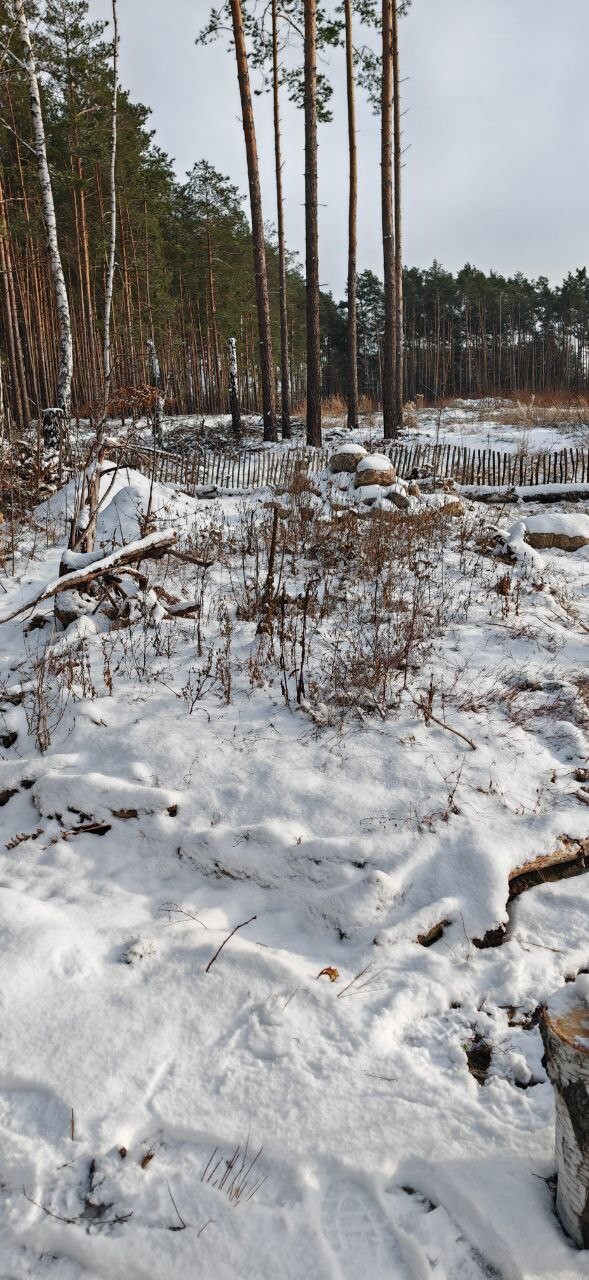 Winterlandschaft im Wald: hohe Kiefern, Schnee bedeckt Boden, kleiner Holzzaun und Steinansammlung.