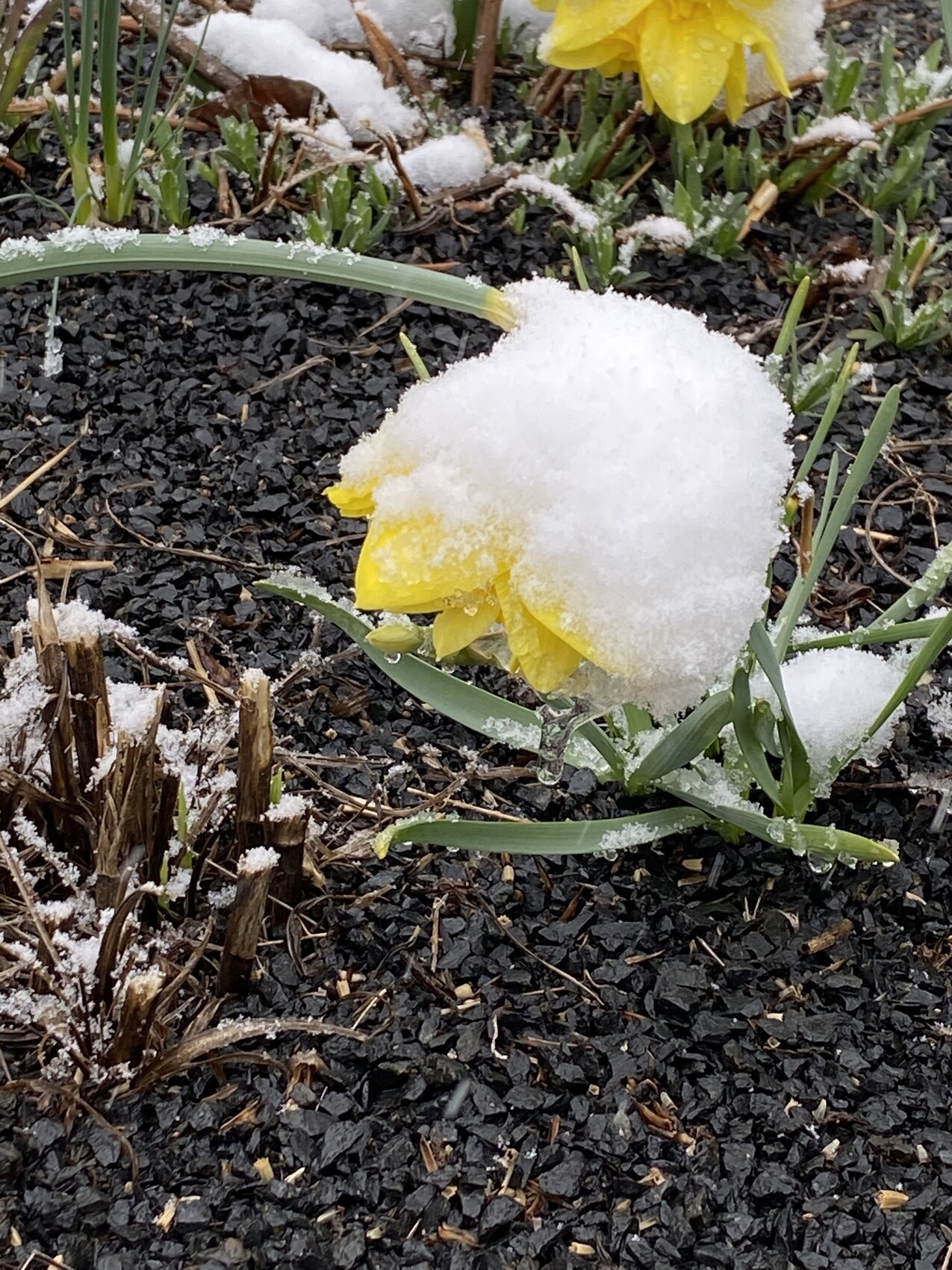 winterliche-daffodil-im-garten-mit-schnee.jpeg