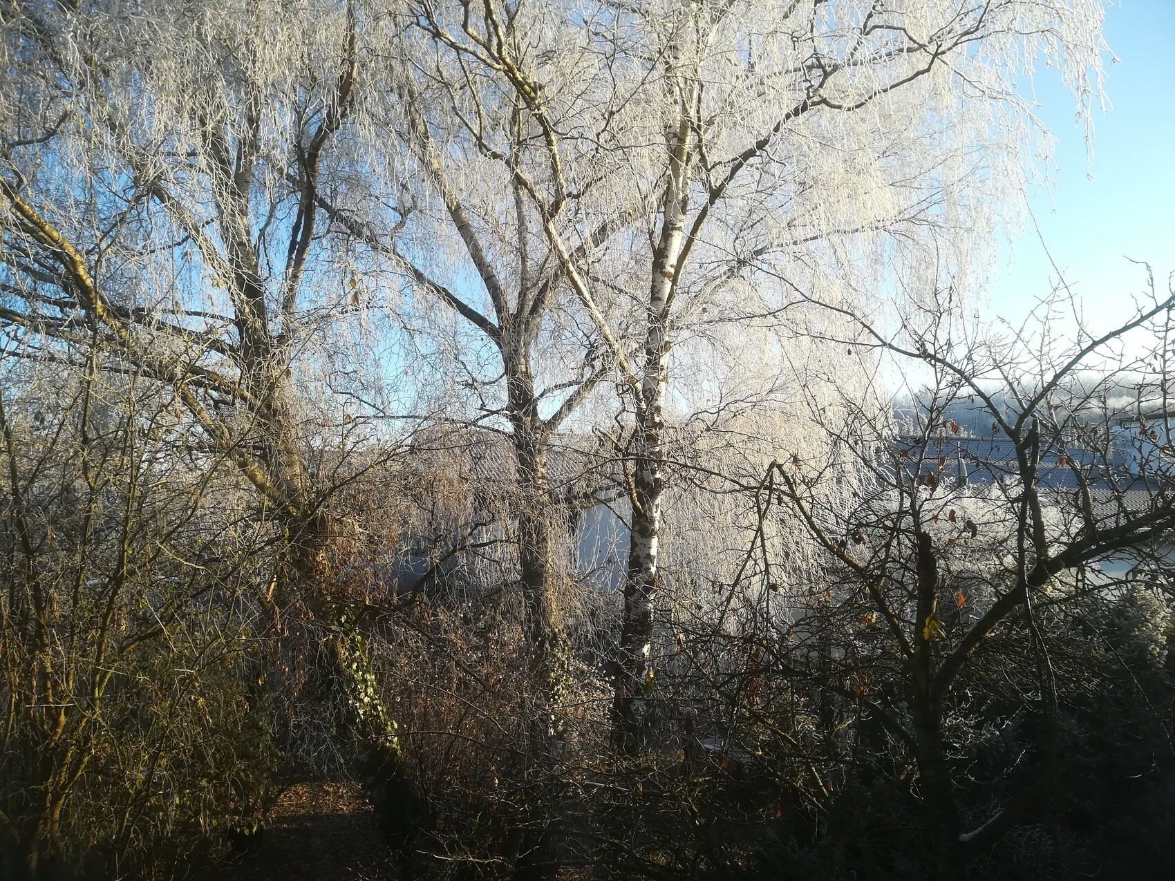 Winterliche Szene mit frostbedeckten Baumästen am Fluss unter blauem Himmel.