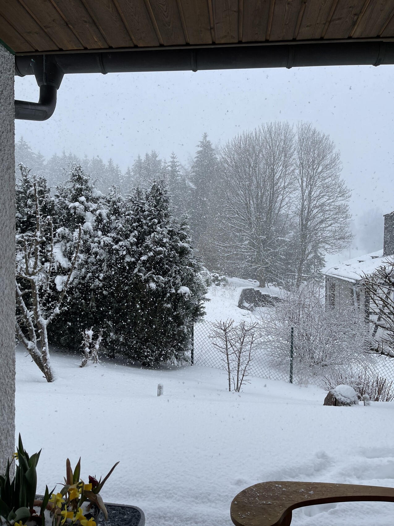 Schneefall im Vorgarten; verschneite Bäume, Hecke, Zaun, Haus im Hintergrund.