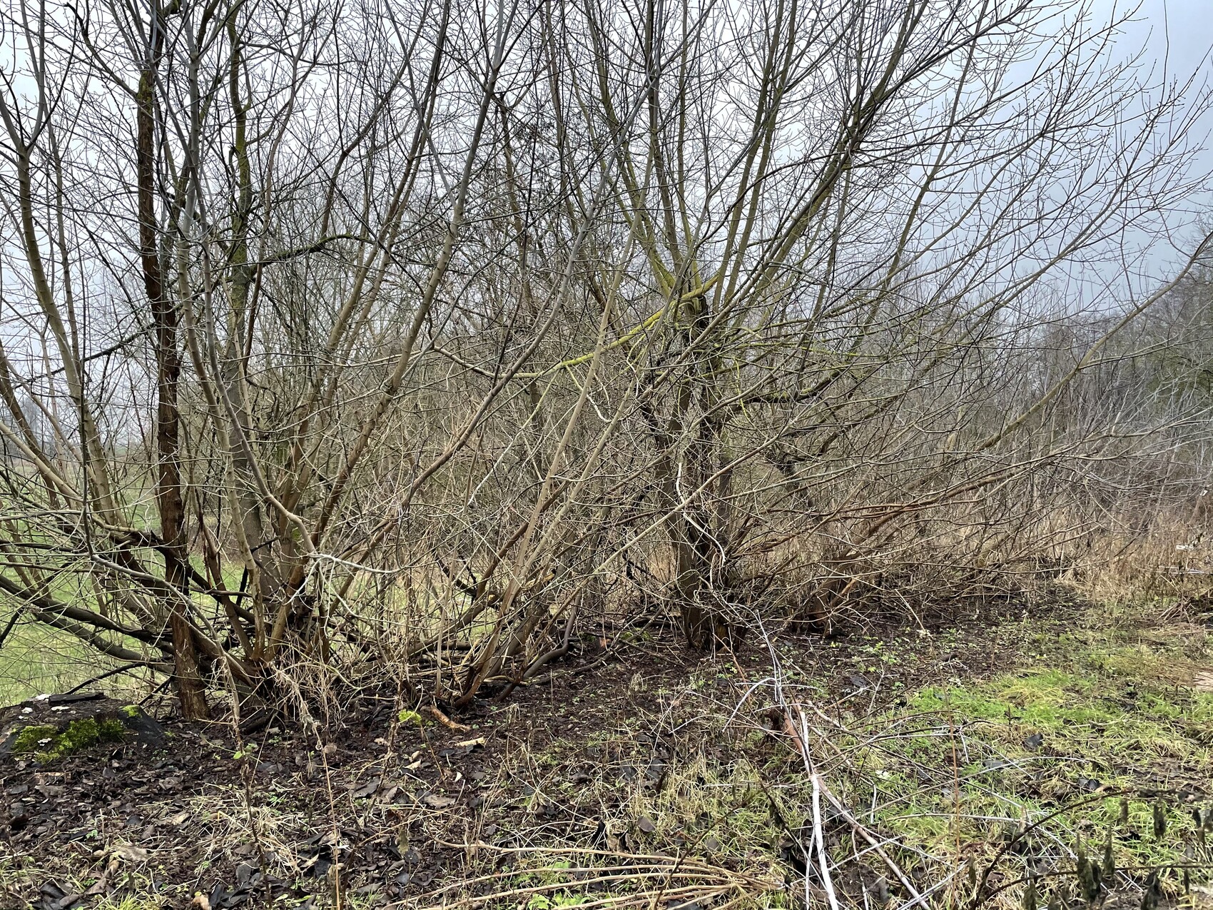 Mehrere kahle Sträucher mit dichtem Zweigwerk in einer winterlichen, feuchten Landschaft.