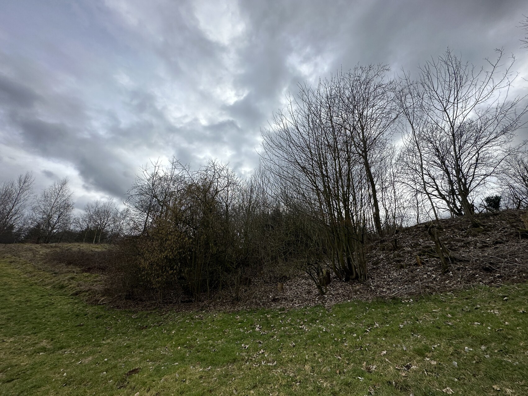 Hügelige Baumgruppe mit kahlen Ästen, Laub am Boden, grauer Wolkenhimmel, Gras im Vordergrund
