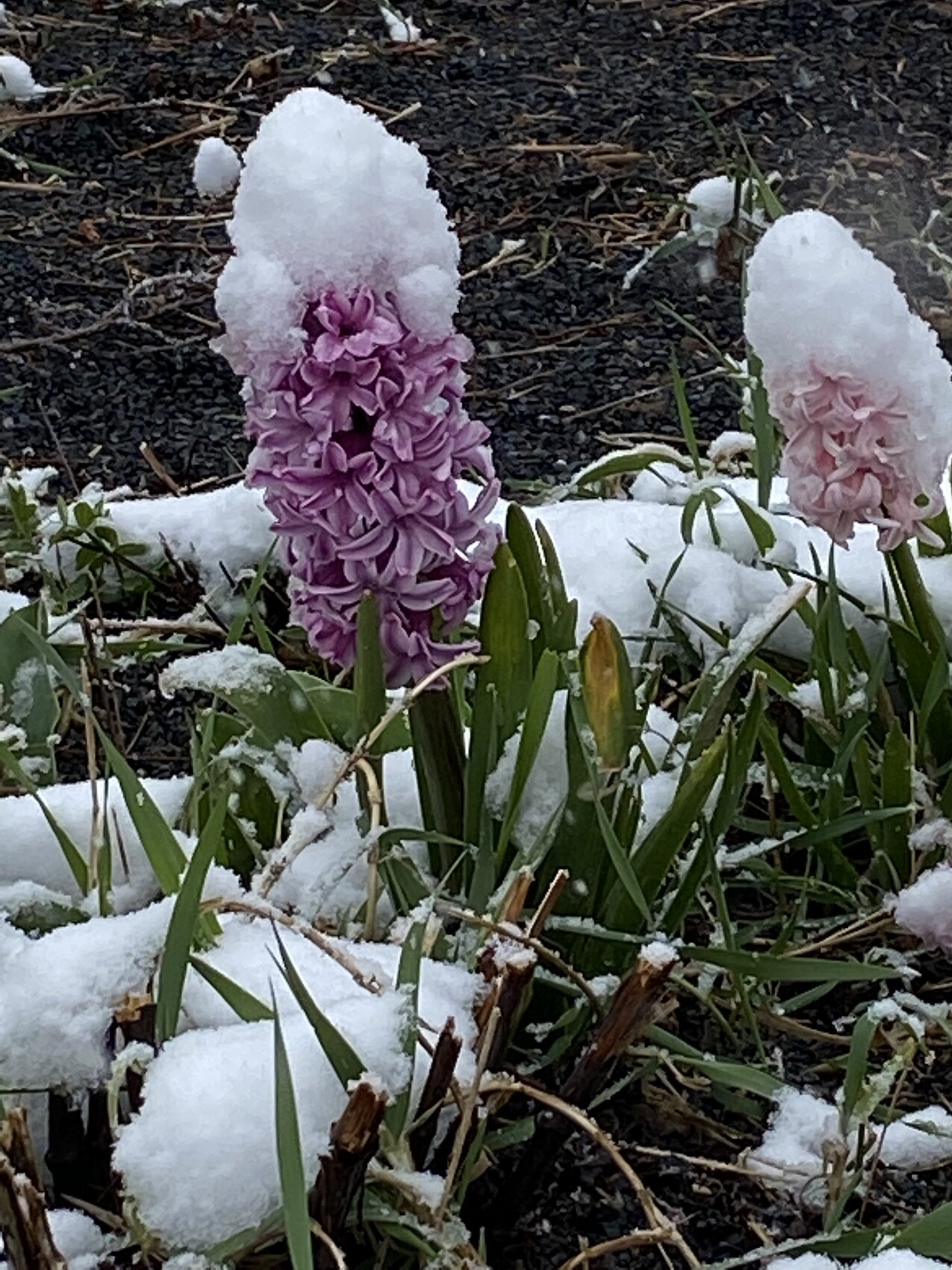 winterliche-hyazinthe-im-garten-mit-schnee.jpeg