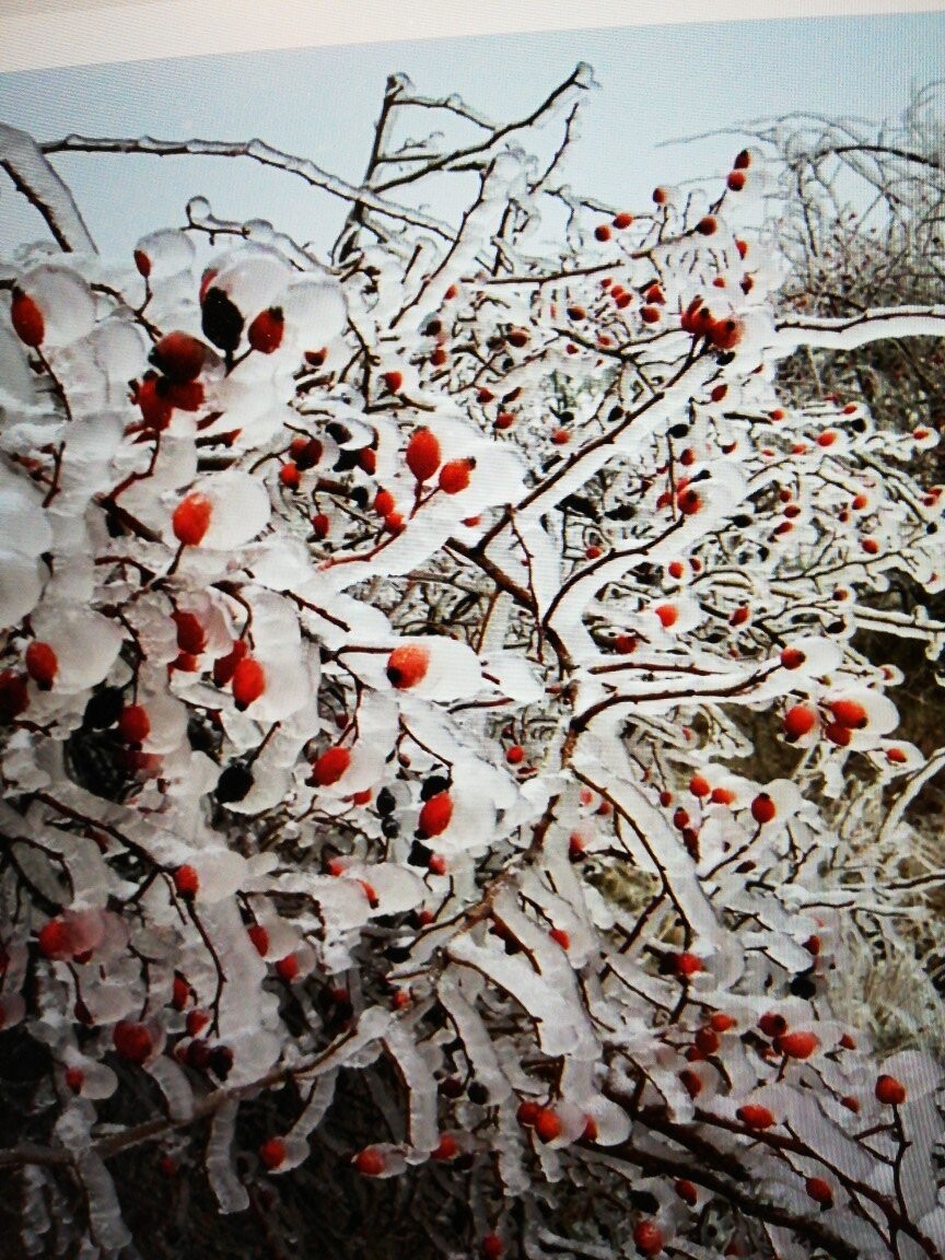 Winterliche Zweige bedeckt mit Eis und Schnee, rote Beeren sichtbar.