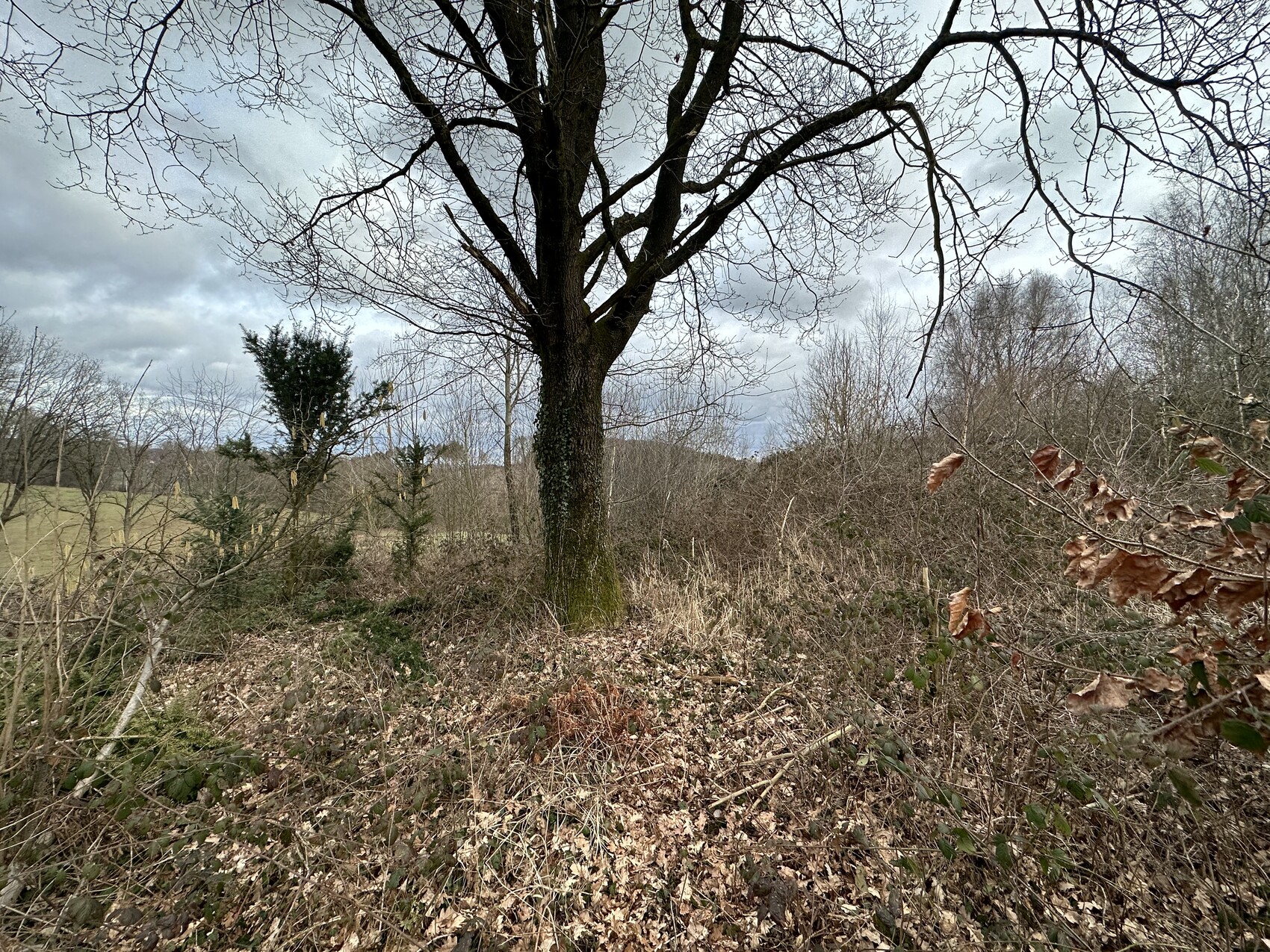 Großer, blattloser Baum in winterlicher Landschaft, Boden bedeckt mit trockenen Blättern, grauer Himmel