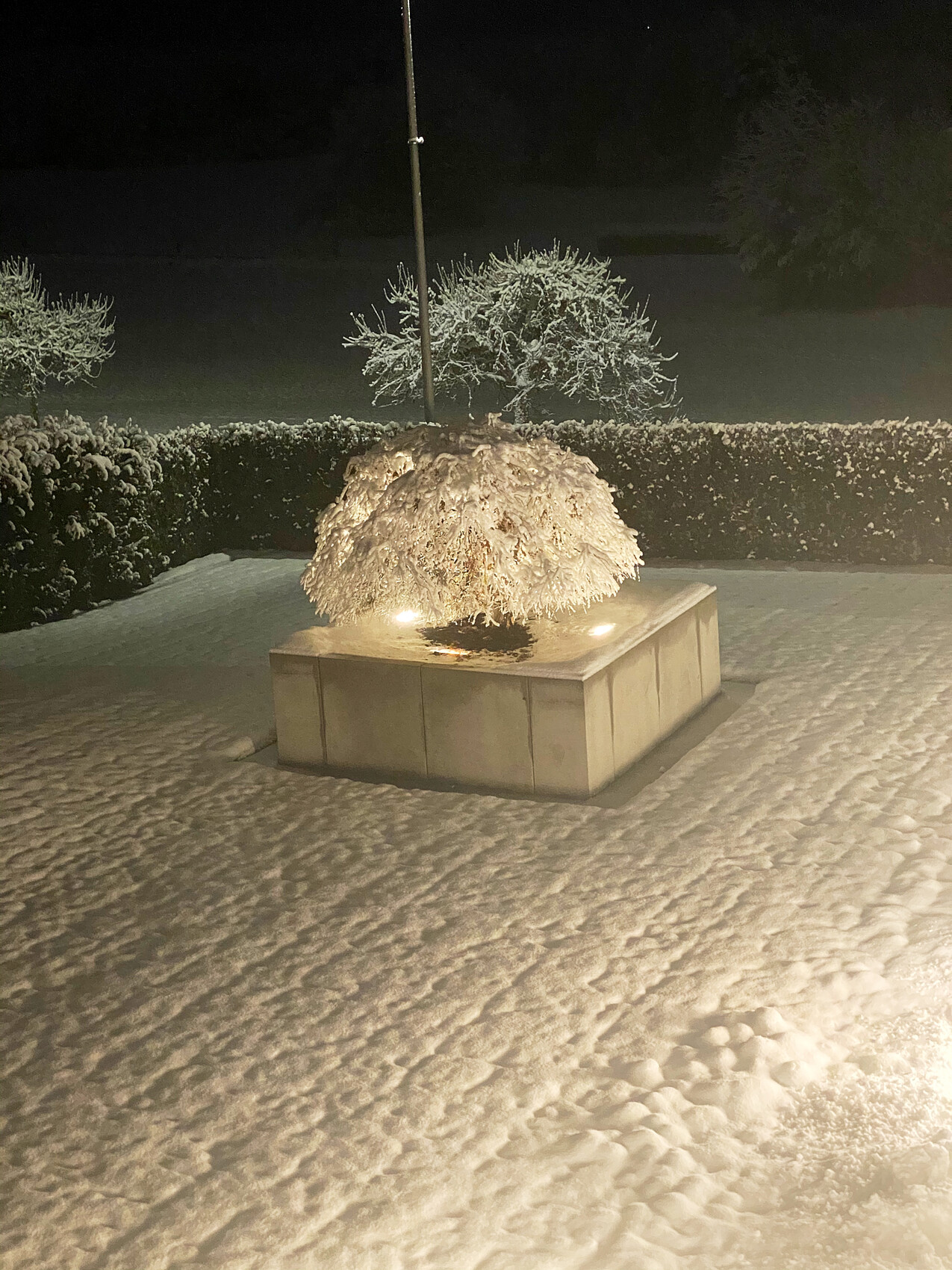 Nächtliche Szene: schneeüberzogener Busch auf quadratischem Steinpodest, von Lichtern beleuchtet.
