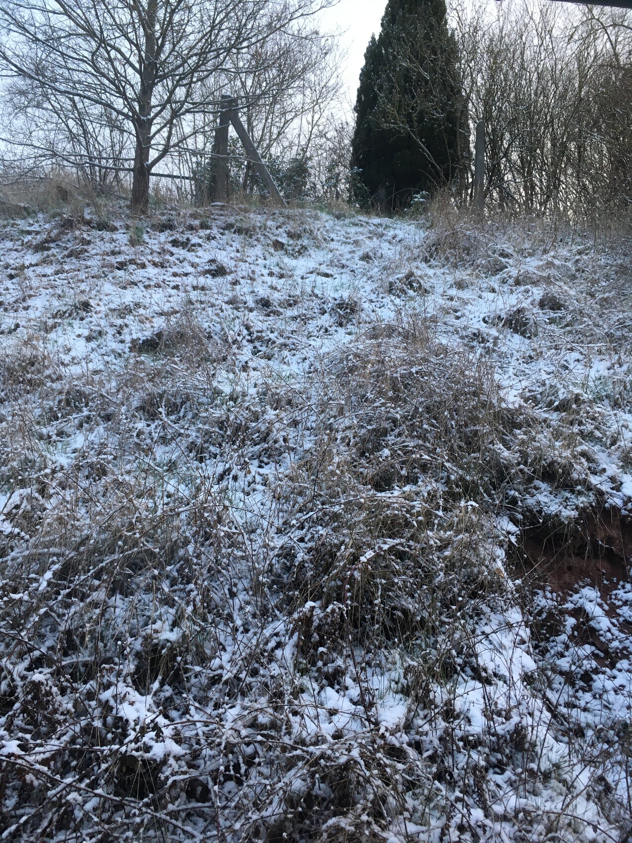 Winterliche Landschaft: schnee-bedeckte Wiese mit kahlen Bäumen und Zaun im Hintergrund.
