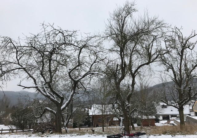 Winterliche Gartenlandschaft mit kahlen Bäumen, Schnee und Wohnhäusern im Hintergrund.