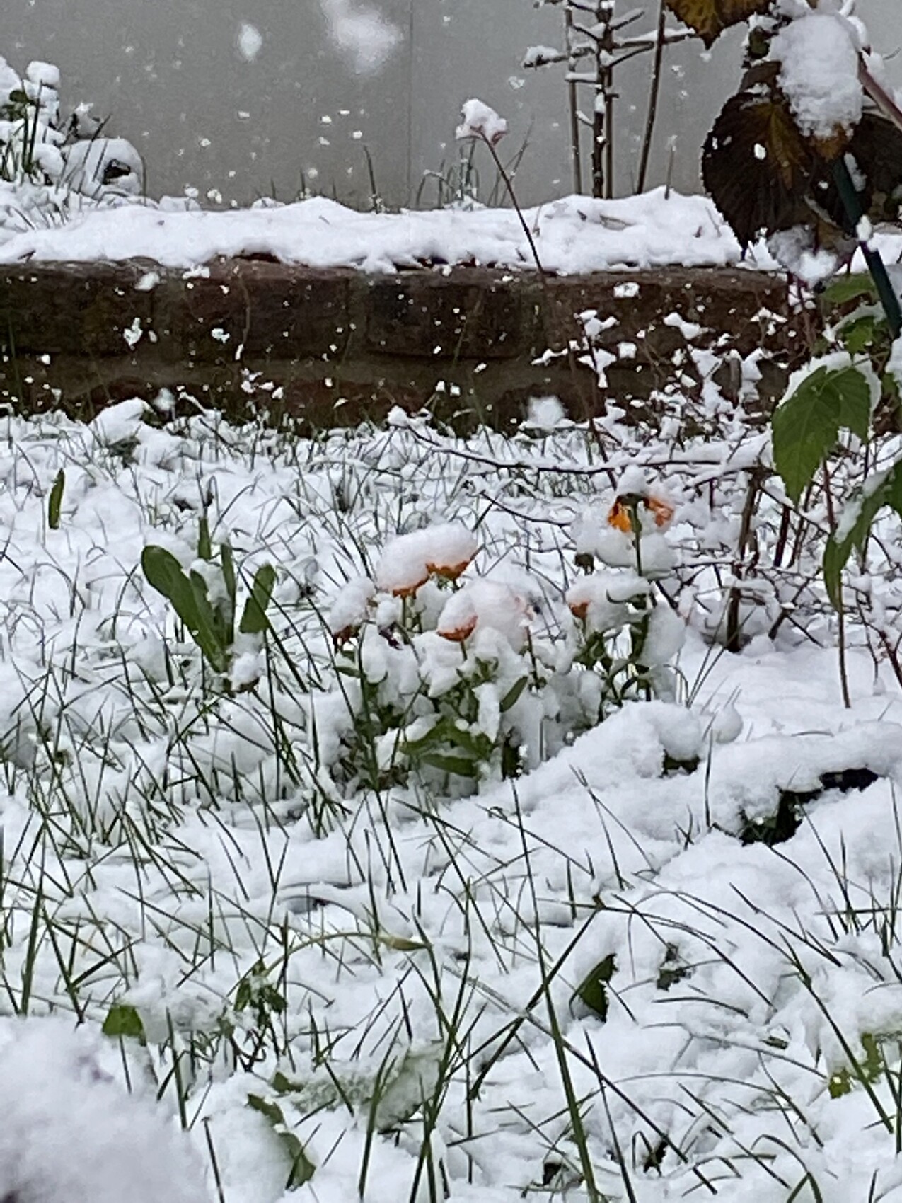 Verschneiter Garten mit orangefarbenen Blumen und Gras vor einer Steinmauer.