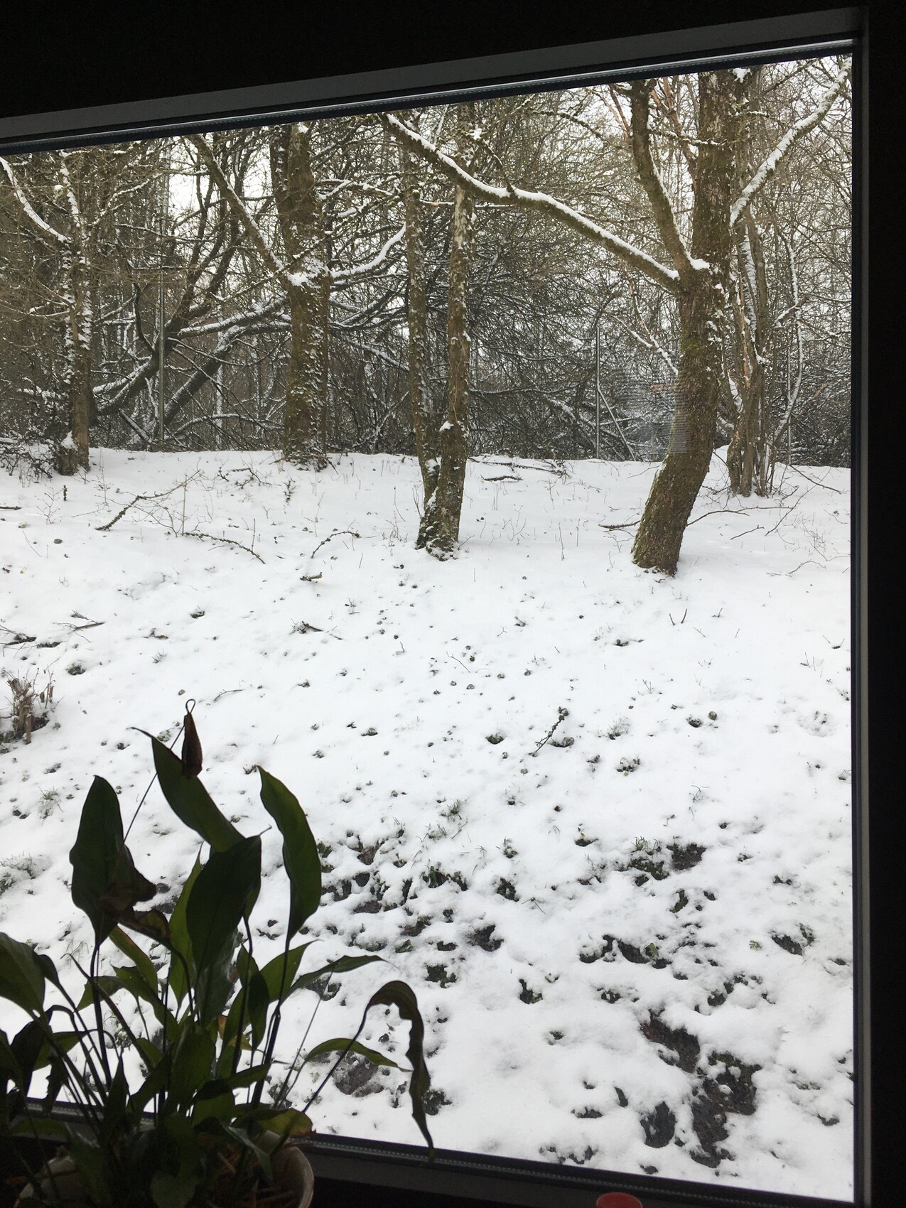 Schneebedeckte Waldlandschaft hinter einem Fenster; grüne Zimmerpflanze im Vordergrund