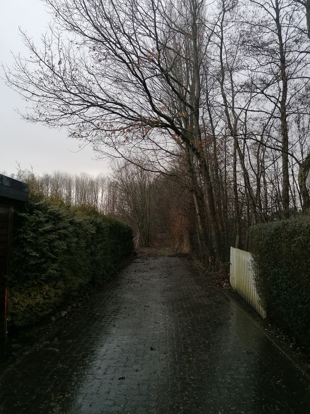 Schmale, nasse Pflasterallee zwischen Hecken und kahlen Bäumen im Winter.