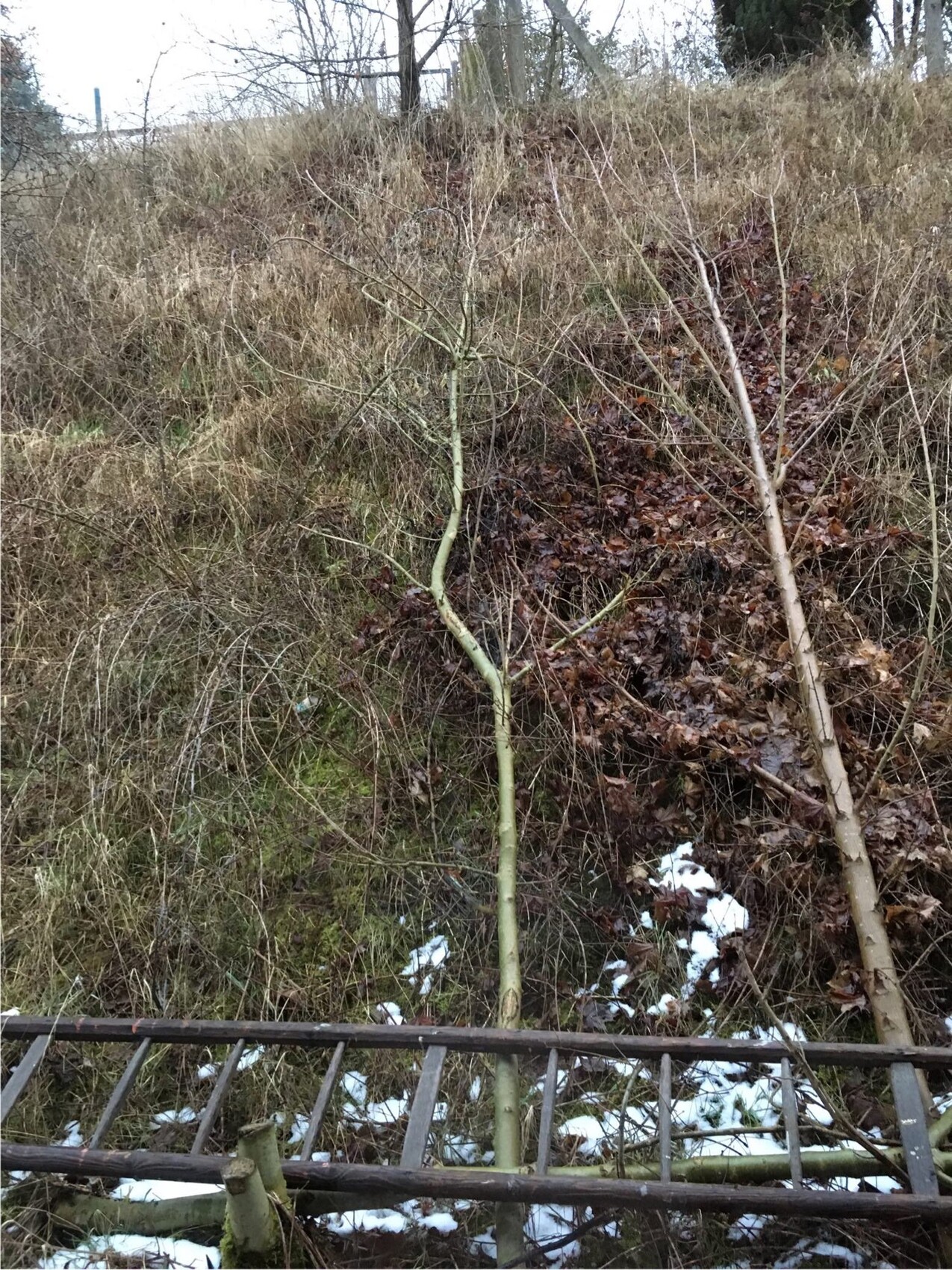 winterlicher-hang-mit-baeumen-und-holzgelander-im-vordergrund.jpeg