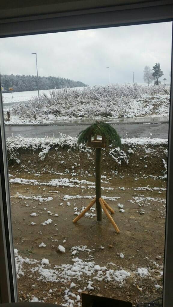 Winterschnee: Kleiner Baum mit grüner Krone auf Stativ, Schnee bedeckt Boden, Hintergrund Straße.