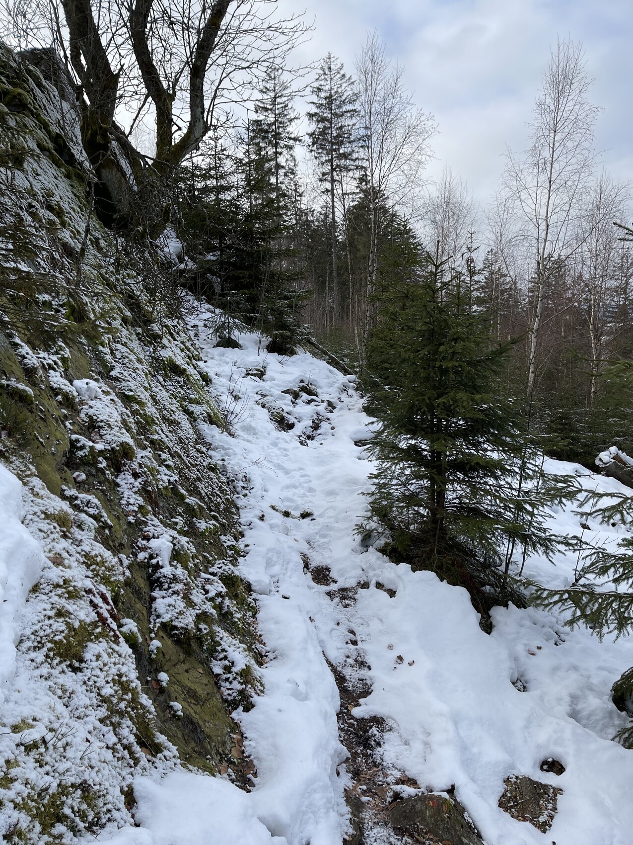 Verschneiter Waldweg an felsigem Hang, von Nadelbäumen umgeben; Schnee bedeckt den Boden.