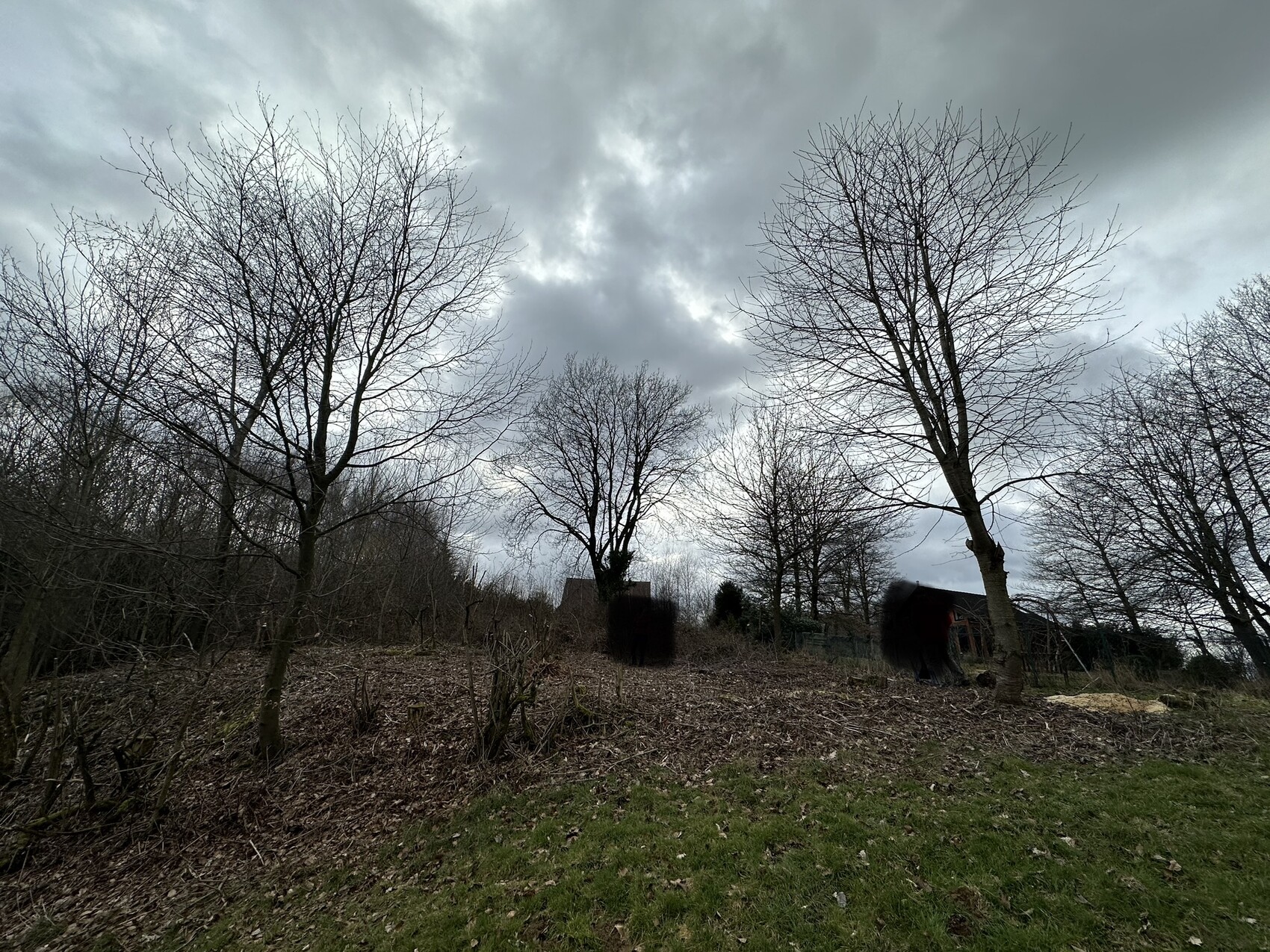 Kahl stehende Bäume in einem Garten; wolkiger Himmel, Gebäude im Hintergrund.