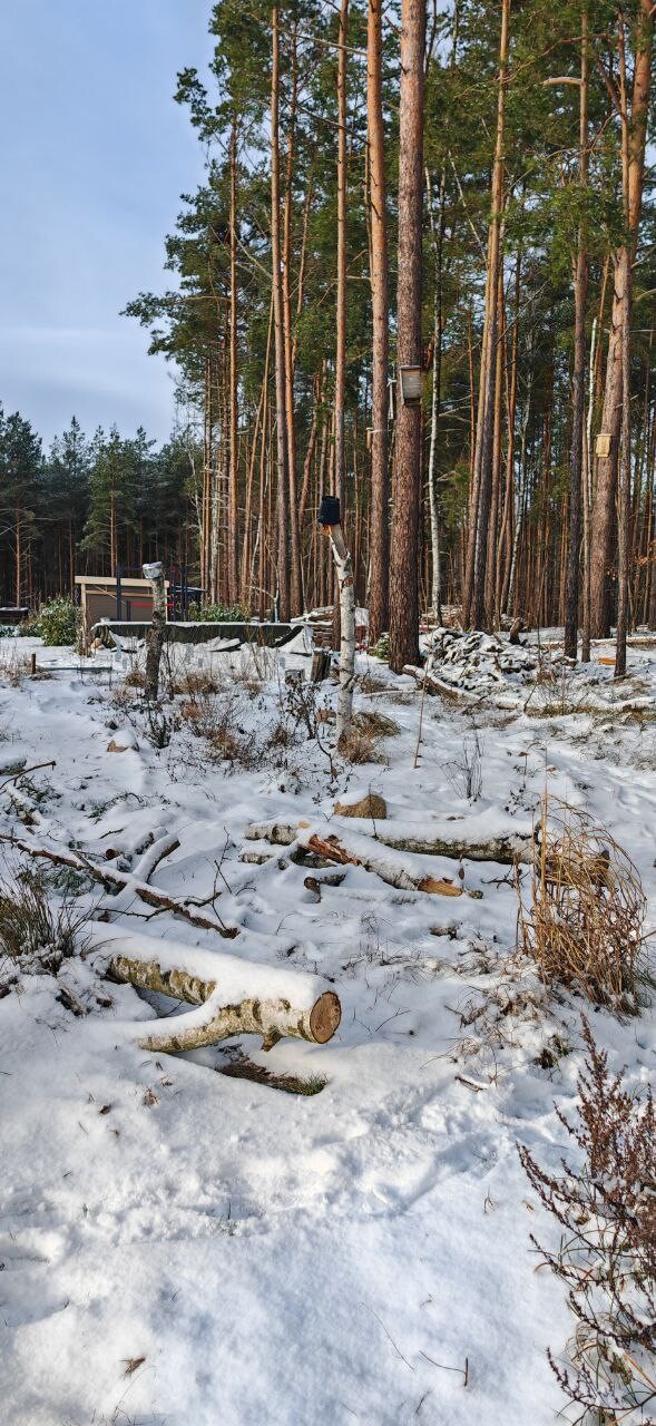 Winterliche Waldlandschaft mit hohen Kiefern, Schnee, gefällten Stämmen und Holzresten.