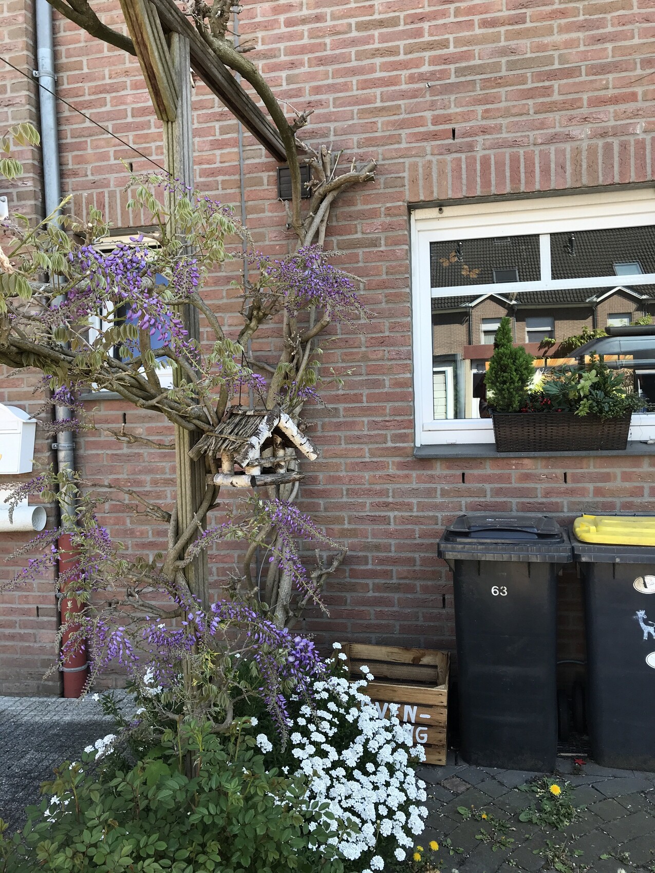Wisteria am Ziegelhaus im Vorgarten mit Fensterbankpflanzen und Mülltonnen