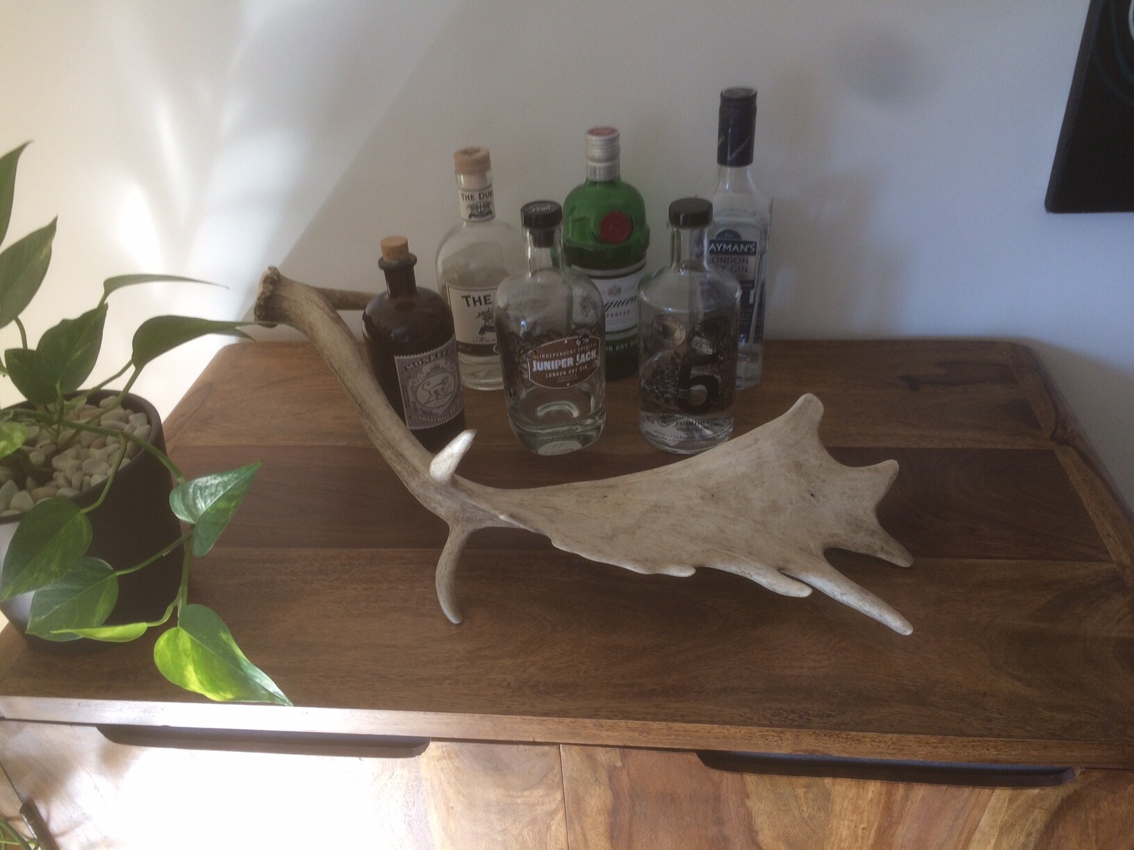 Holztisch mit mehreren Spirituosenflaschen hinter einem großen weißen Hirschgeweih; links Pflanze.