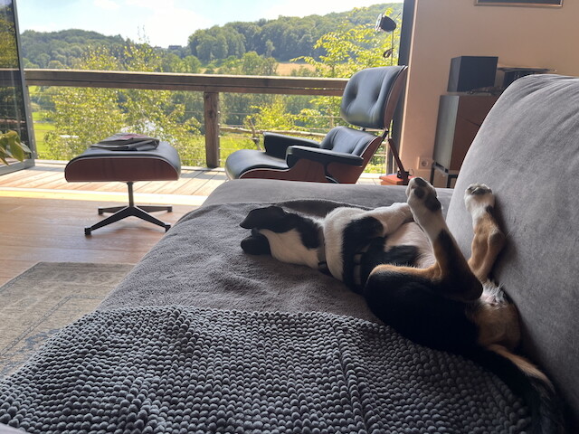 Hund liegt entspannt auf dem Rücken auf dem Sofa, Balkonblick mit Garten.