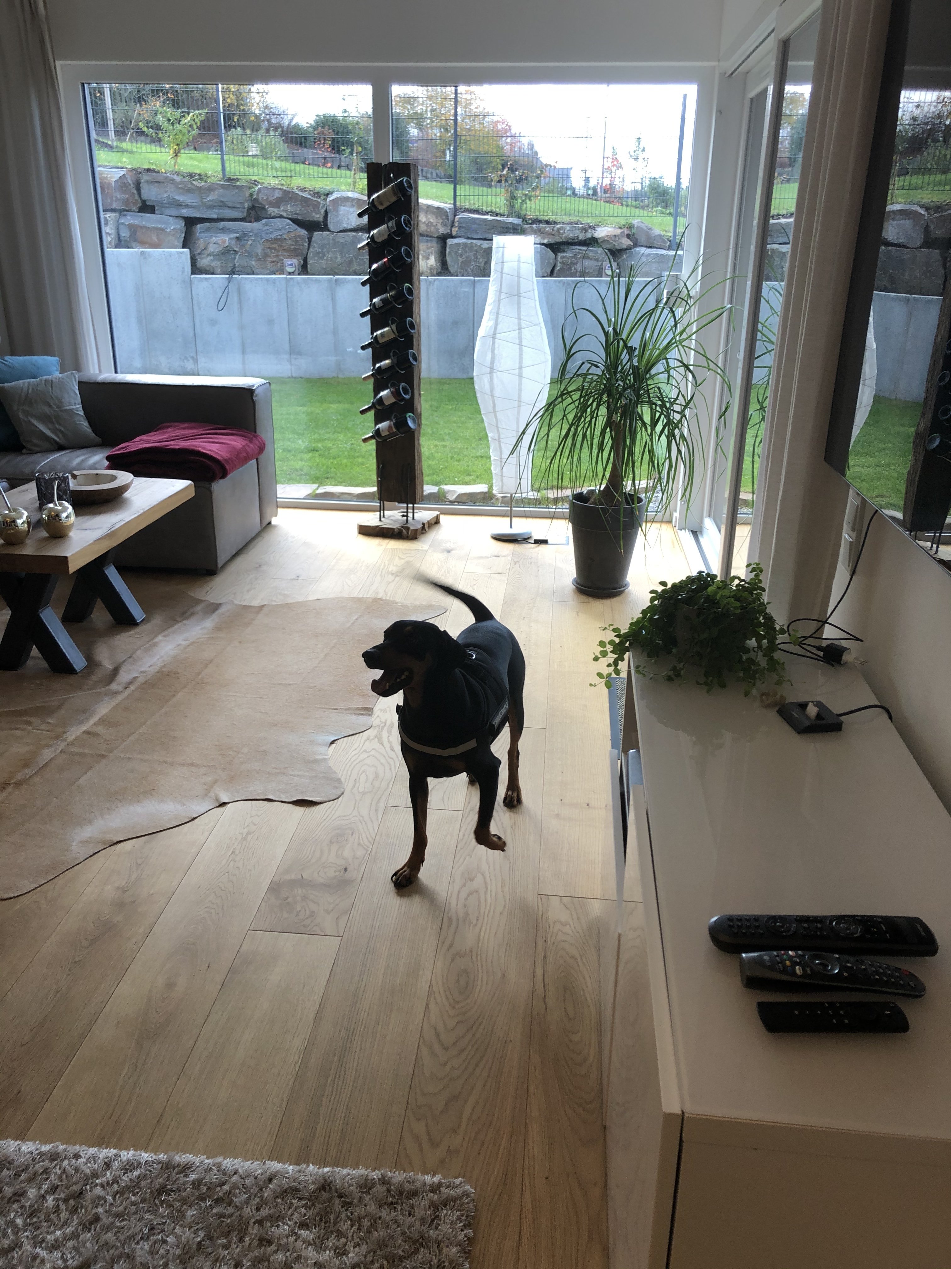wohnzimmer-moderner-wohnraum-mit-hund-und-pflanzen.jpeg