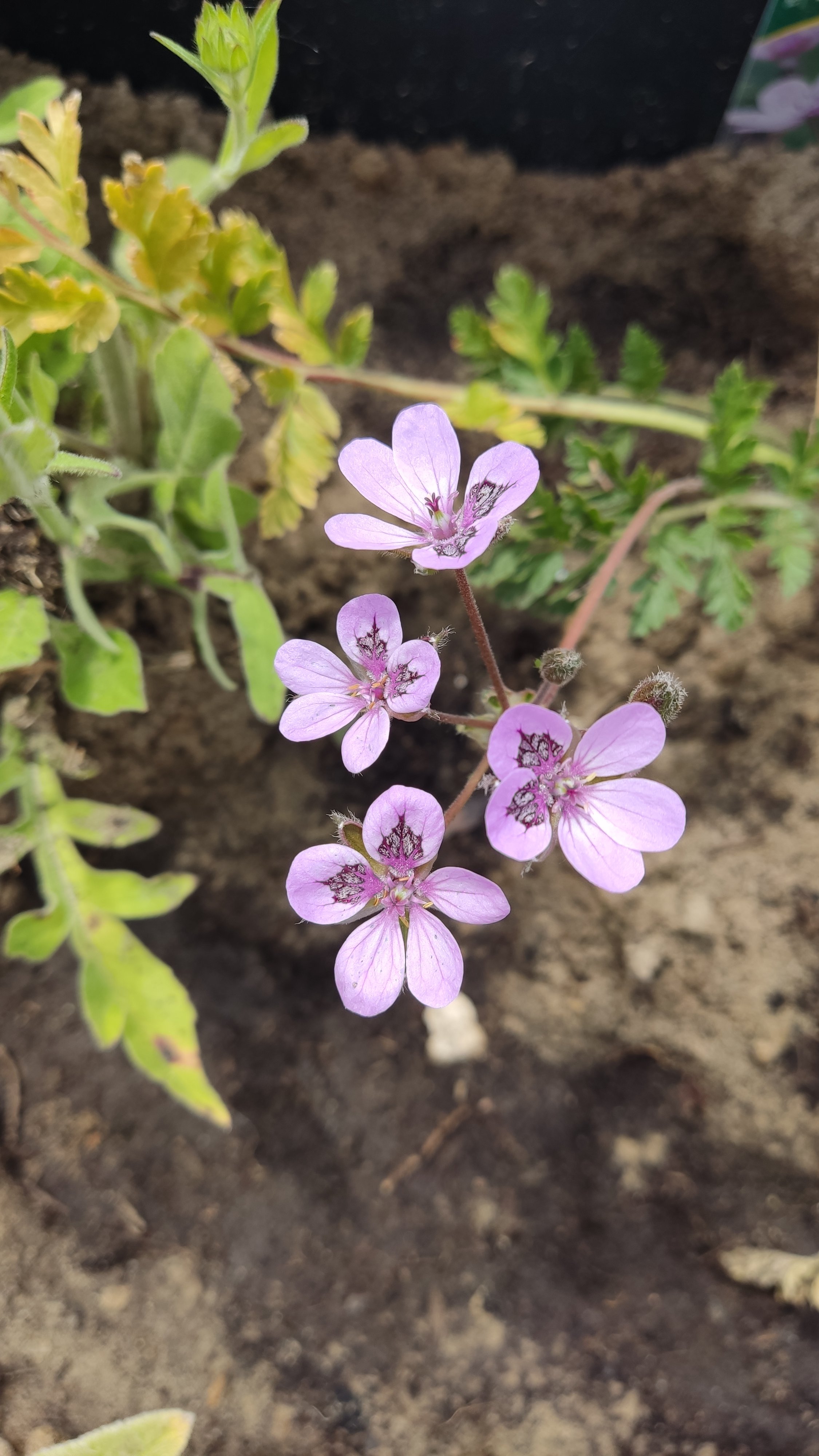 zarte-lila-blumen-im-garten.jpg