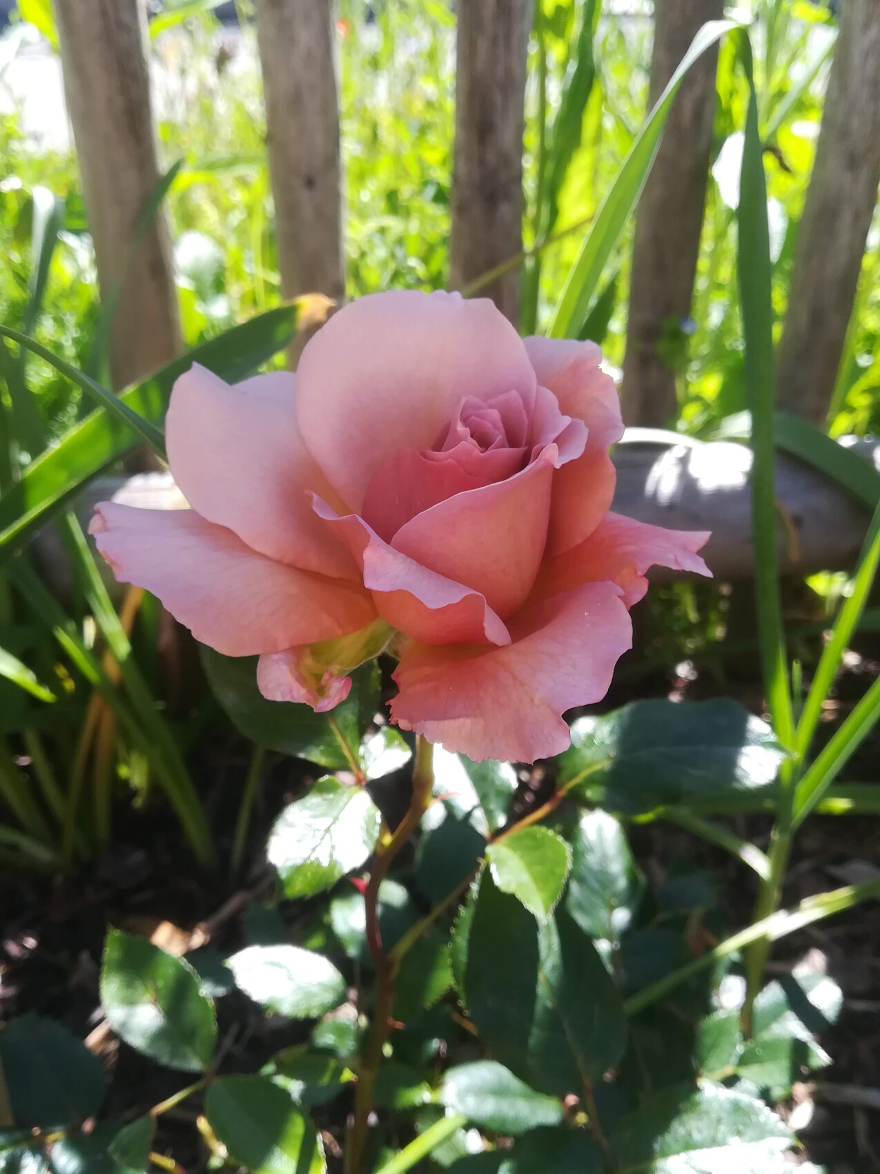 Nahaufnahme einer rosa Rose im Garten, umgeben von Grün und Zaun im Hintergrund.