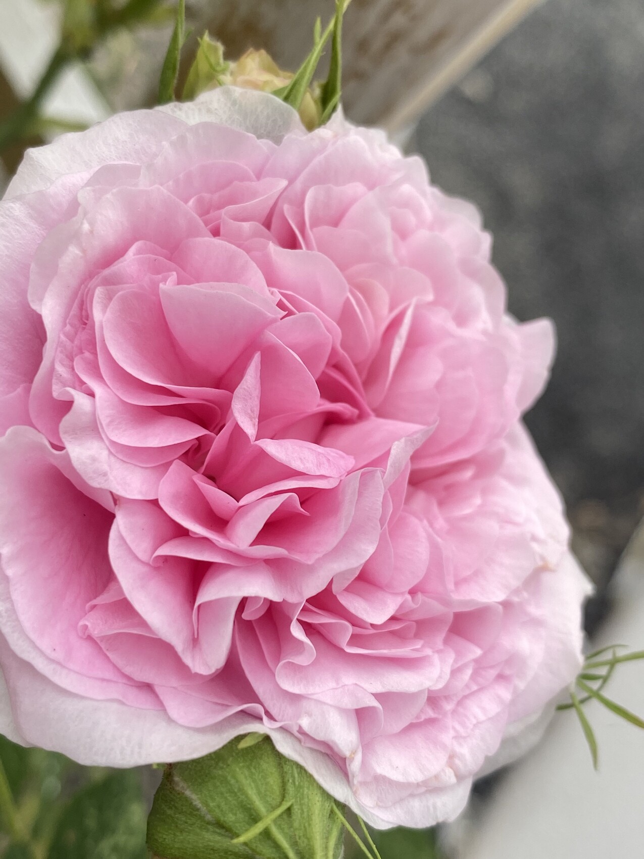 Nahaufnahme einer rosa Rosenblüte mit vielen dicht geschichteten Blütenblättern.