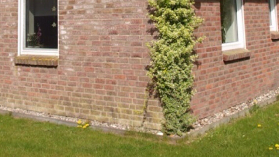 Backsteinwand eines Hauses; grüne Kletterpflanze wächst an der Ecke neben Fenstern.