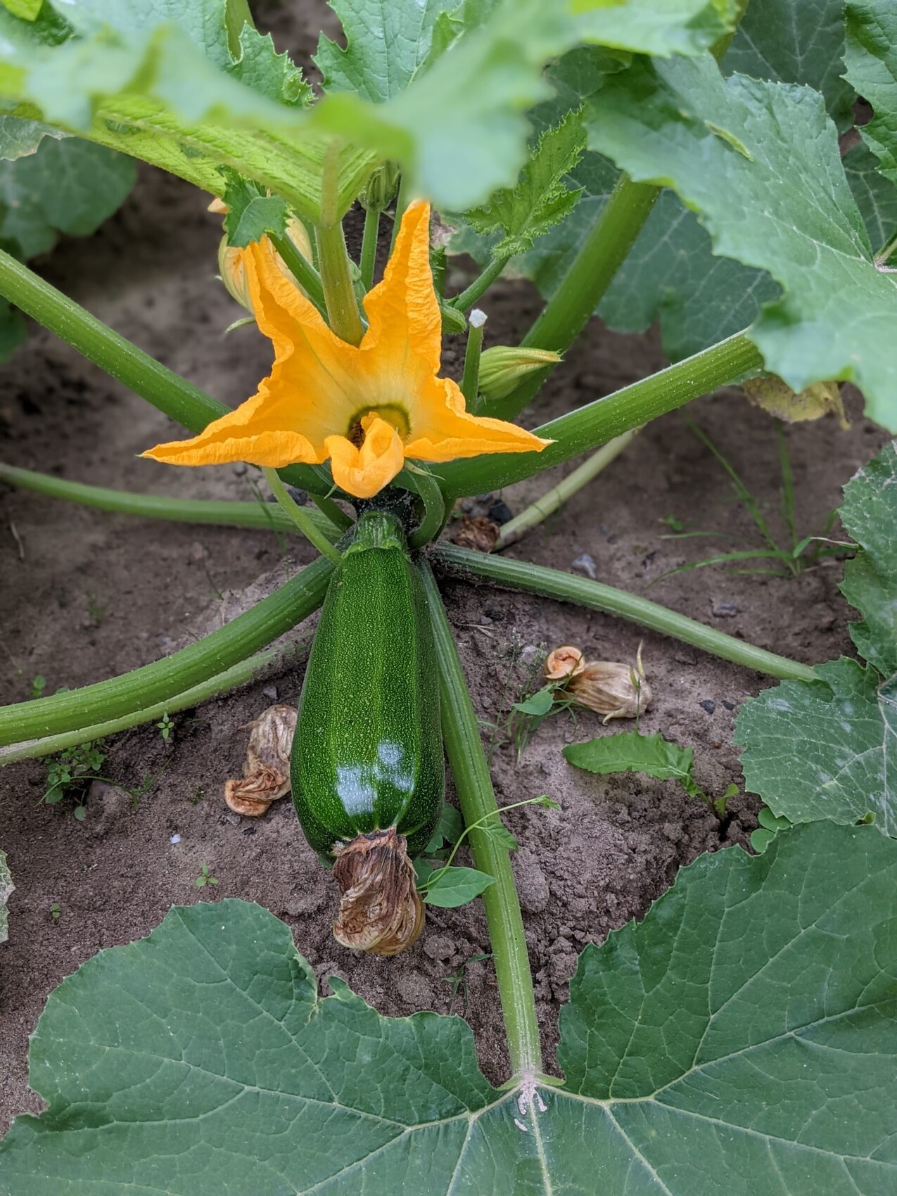 Grüne Zucchini mit gelb-orange Blüte, umgeben von großen grünen Blättern.