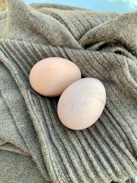 zwei-eier-auf-strickdecke.jpeg