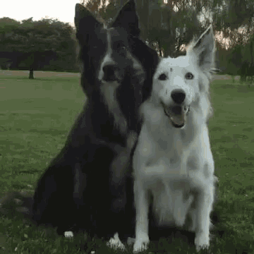 Zwei Hunde sitzen im Park nebeneinander und schauen freundlich in die Kamera.