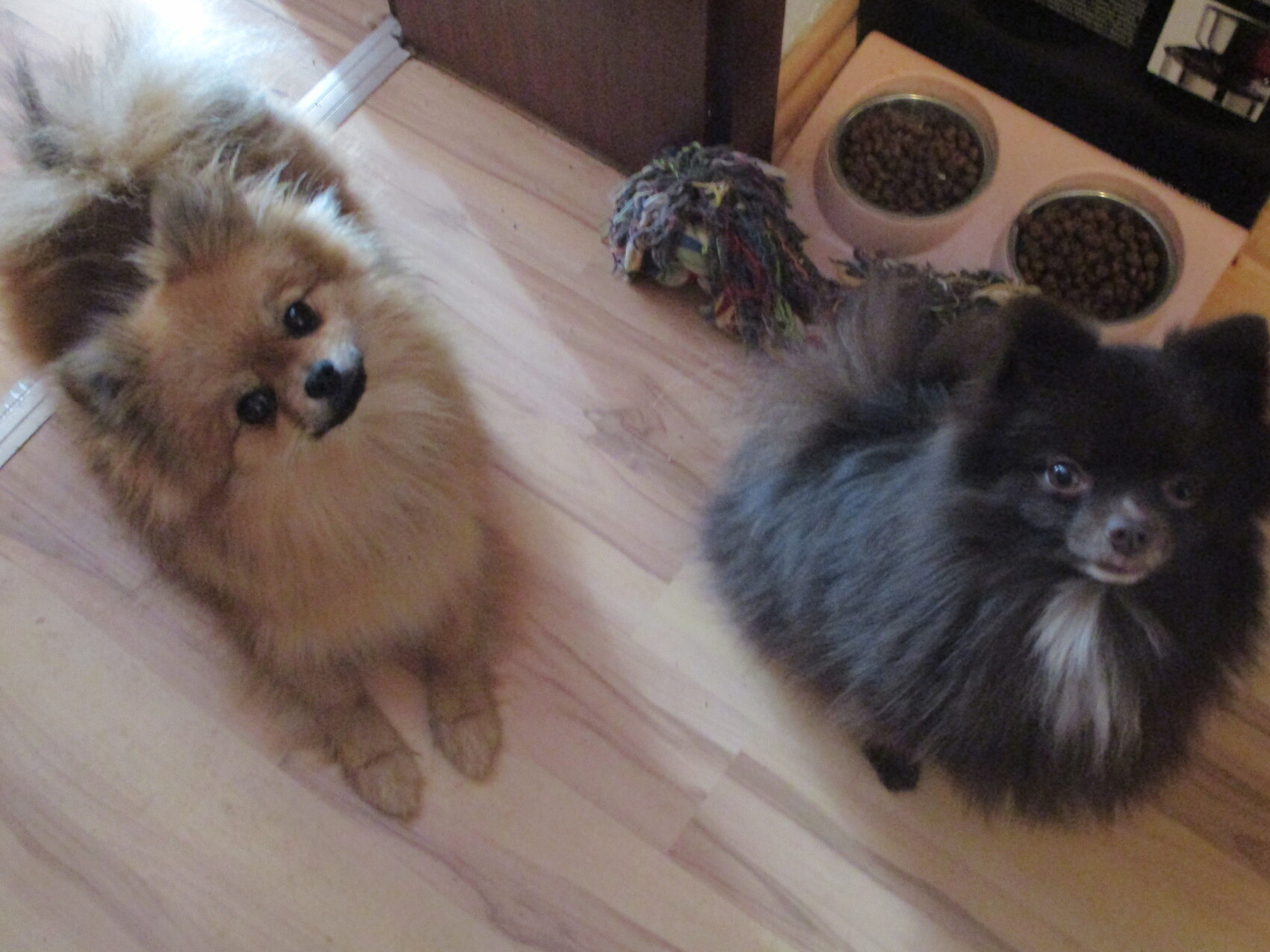 Zwei flauschige Pomeranian-Hunde (hellbraun und schwarz) sitzen auf Holzboden neben Futternäpfen.