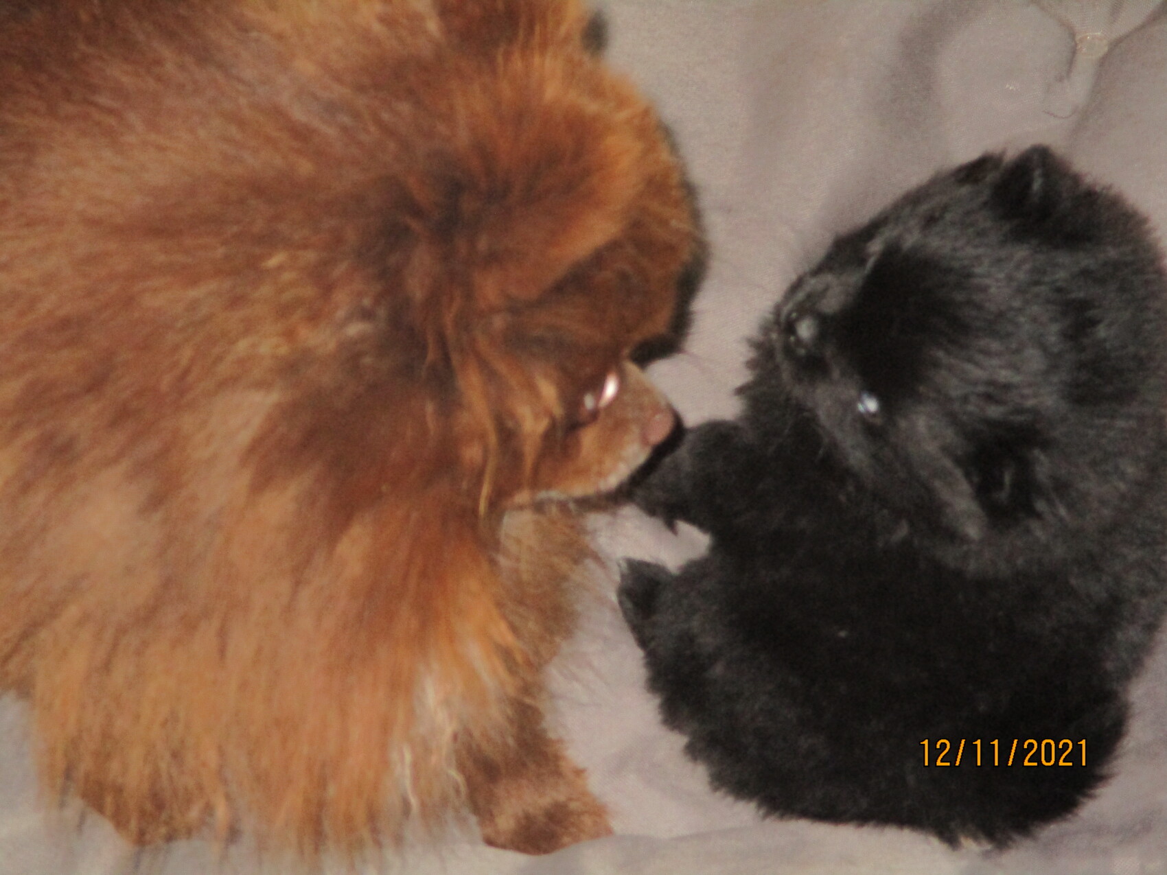 Zwei flauschige Hunde (braun und schwarz) berühren sich mit der Schnauze.