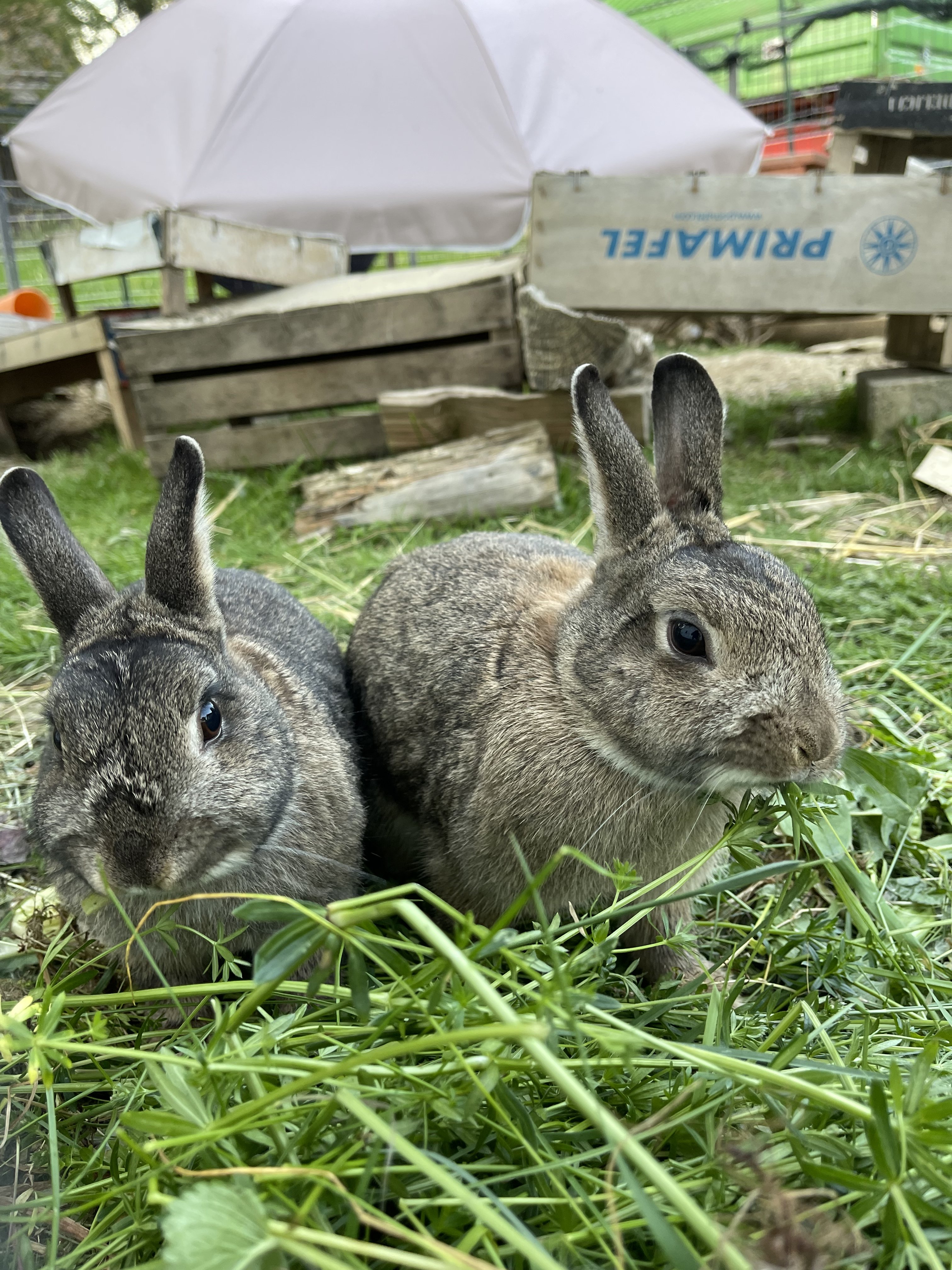 zwei-kaninchen-im-garten-unter-schirm-und-baustellenmaterialien.jpeg