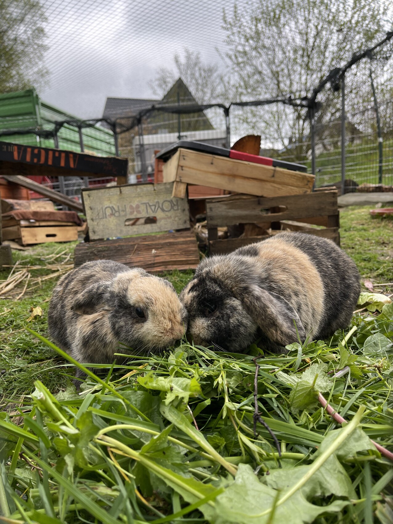 Zwei Kaninchen knabbern Gras auf der Wiese, dahinter Holzkisten und Drahtzaun.