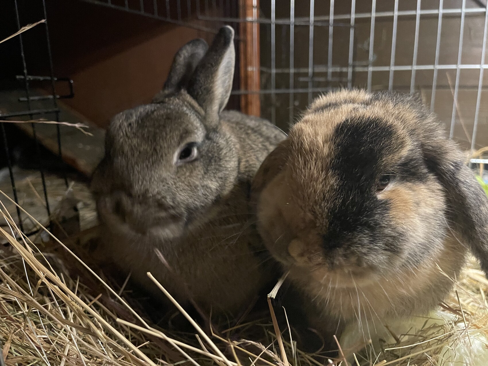 Zwei Kaninchen im Käfig auf Stroh; links graues Kaninchen, rechts braun-schwarz.