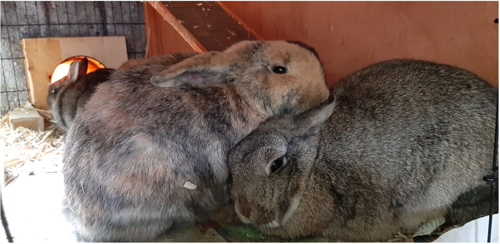 Zwei Kaninchen kuscheln eng zusammen in einem Käfig, Heu und Wärmelampe im Hintergrund.