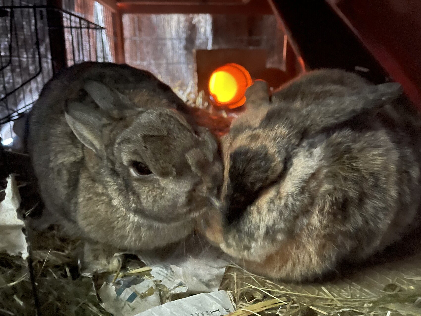 Zwei Kaninchen kuscheln eng zusammen in einem Käfig, roter Heizstrahler im Hintergrund.