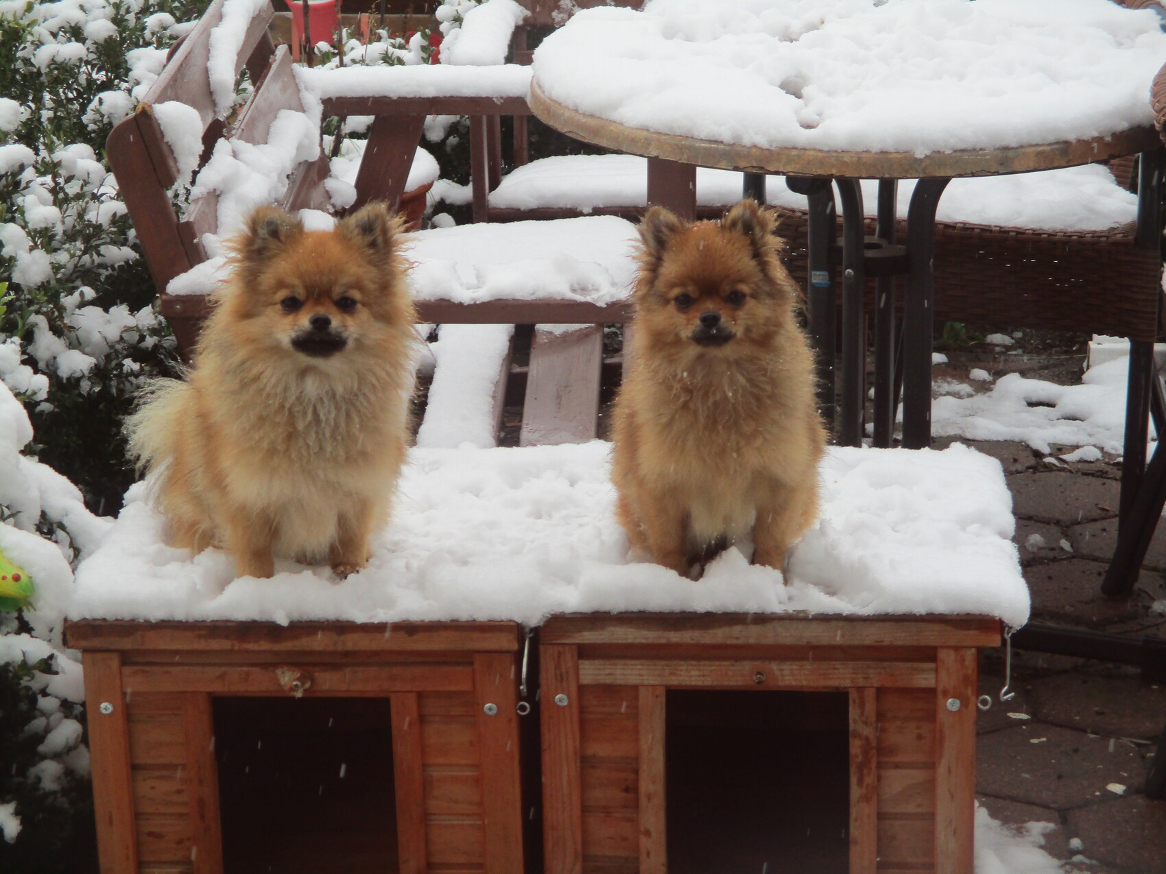Zwei flauschige Hunde stehen im Schnee auf Holzkisten im Garten.
